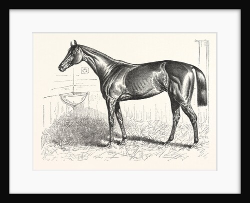 An American Racer in England, Mr. Keene's Foxhall, Winner of the Bretby Nursery Plate, Drawn H. Stull by Anonymous