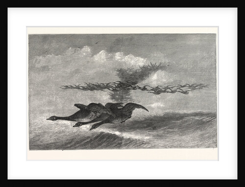 Wild-Goose., America by Anonymous