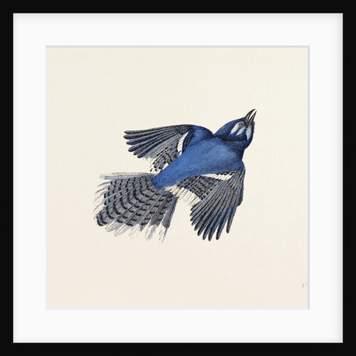 Blue Jay Nineteenth Century Engraving by Anonymous