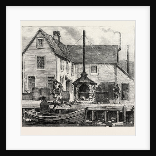 The Newfoundland Fisheries Question: Newfoundland Lobster Factory on the French Shore, Canada by Anonymous