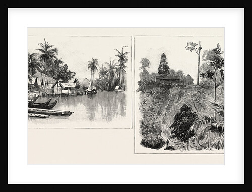 The Growing Crop, Malay Native Village, on the East Coast of Sumatra, Indonesia by Anonymous