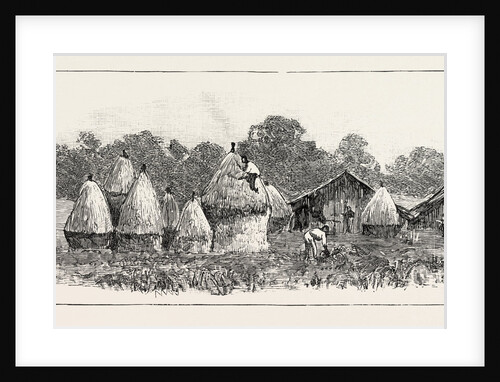 Javanese Labourers Stacking Rice, the Crop which is Grown after the Tobacco is Cut, Sumatra, Indonesia by Anonymous