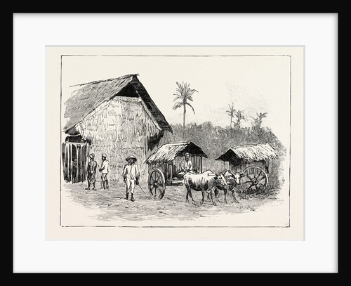 Drying Sheds for Tobacco, Sumatra, Indonesia by Anonymous