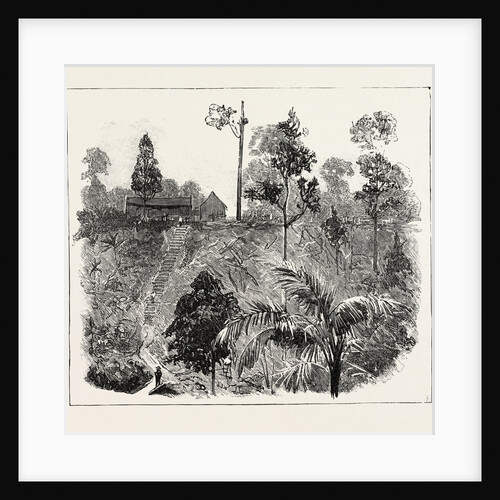 The Cultivation of Tobacco in Sumatra, Indonesia: Jungle-Cutting on a High-Lying Tobacco Estate, Preparatory to Planting by Anonymous