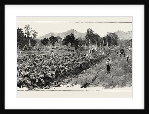 The Cultivation of Tobacco in Sumatra, Indonesia: The Growing Crop by Anonymous