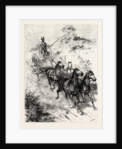 Monarch of All He Surveys, a Darkey Driver at Durban, South Africa by Anonymous