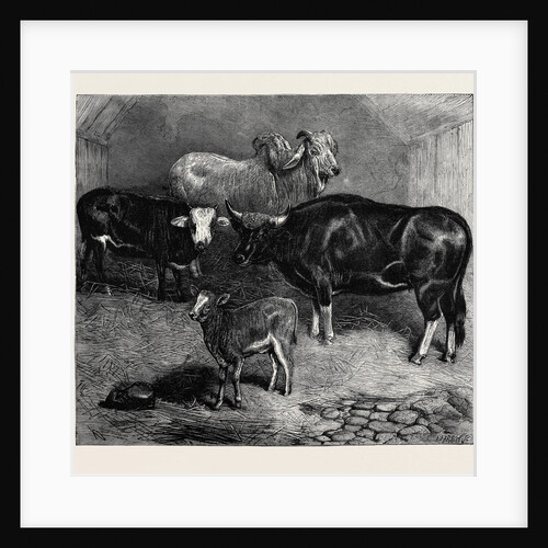 Notes at the Zoological Gardens, Brahmin Bull, Gayal Cow, and Hybrid Heifer and Calf by Anonymous