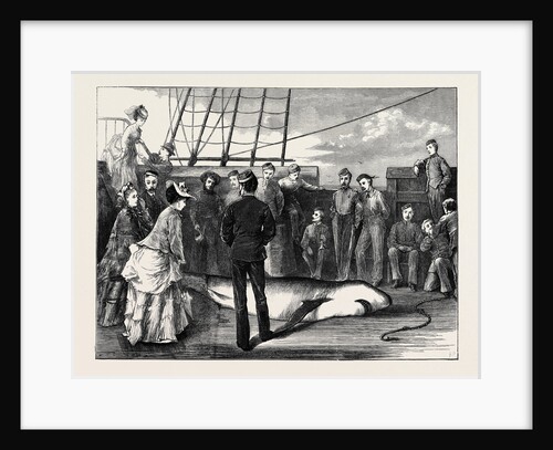 Capture of a Shark in the Tropics by Anonymous