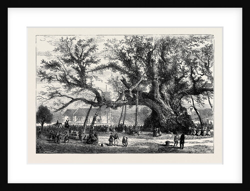 The Cowthorpe Oak, Near Wetherby, the Oldest Oak in England by Anonymous