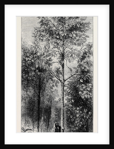 The Cinchona Plantations at Darjeeling, Bengal: Cinchona Succirubra, 30 Feet High by Anonymous