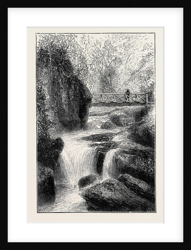 The Cinchona Plantations at Darjeeling, Bengal: Foot-Bridge Over the River Rungbee by Anonymous