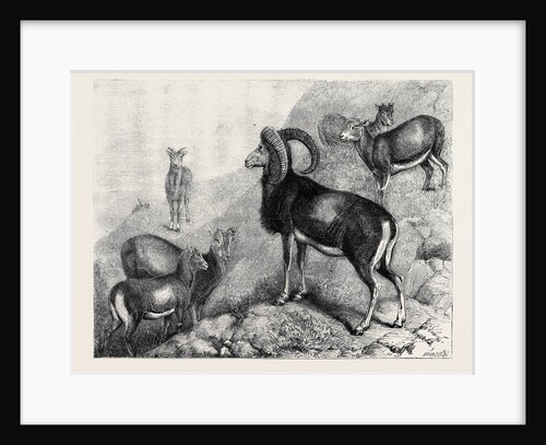 Notes at the Zoological Gardens, London: Corsican Moufflons by Anonymous