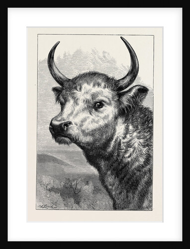 Head of the Chillingham Wild Bull, Shot by H.R.H. The Prince of Wales by Anonymous