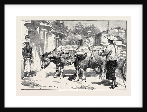Life in China: A Chinese Buffalo Cart by Anonymous