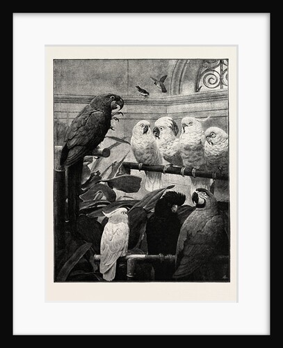 A Select Committee by Anonymous