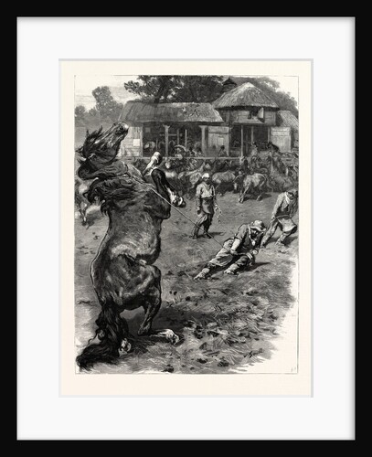 The Mustangs at Littleton Park Farm, Near Shepperton, Lassoing a Colt by Anonymous