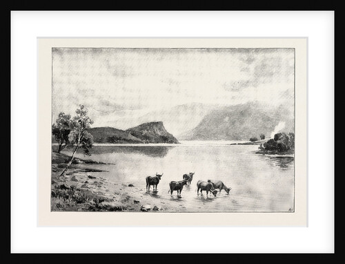 Highland Cattle Among the Islands in Loch Lomond by Anonymous