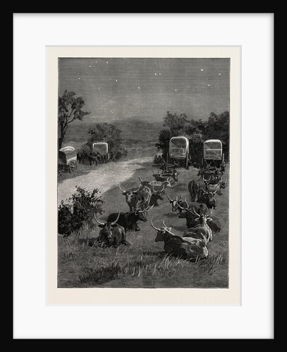 Lord Randolph Churchill in South Africa, the Oxen Outspanned in Camp by Anonymous