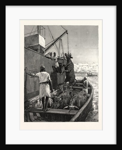 The Cattle Trade, Landing Bullocks at Tangier, Morocco by Anonymous