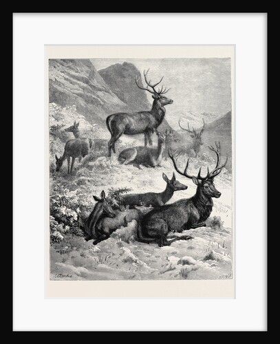 Deer on a Sunny Hill Side in the Highlands by Anonymous