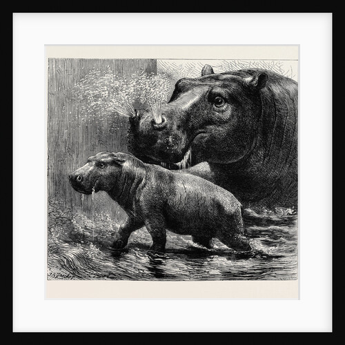 The Hippopotamus and Her Young One at the Zoological Gardens by Anonymous