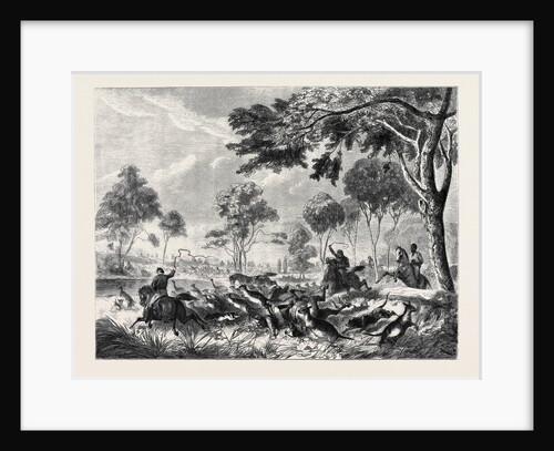 Sketches in Australia: Kangaroo Hunting by Anonymous