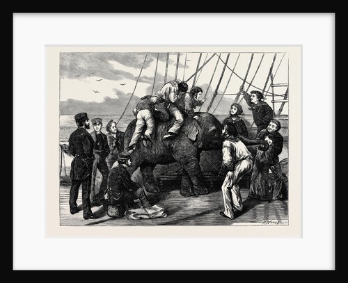 Tom, the Duke of Edinburgh's Elephant by Anonymous