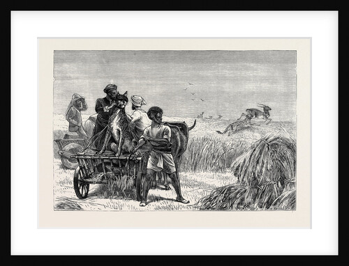 Sketches from India, Antelope Hunting: Loosing the Cheetah by Anonymous