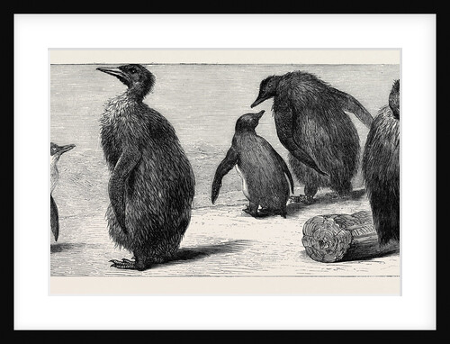 The King Penguin, at the Zoological Gardens, London by Anonymous