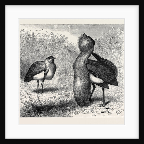 The Australian Bustard, at the Zoological Gardens, London by Anonymous