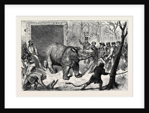 Transferring the Hairy Rhinoceros from Her Travelling Den to Her Cage by Anonymous