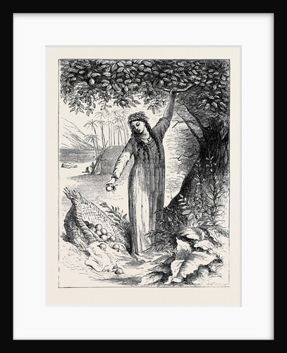 Tahiti Girl Gathering Oranges by Anonymous