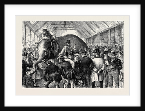 The Sale of a Menagerie: Knocking Down the Elephant by Anonymous