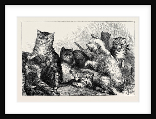 Kittens at the Crystal Palace Cat Show by Anonymous