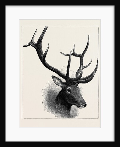 Head of a Wapiti Deer, North America by Anonymous