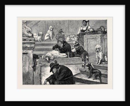 Rome: Shaving Dogs on the Steps of the Trinita De Monti by Anonymous
