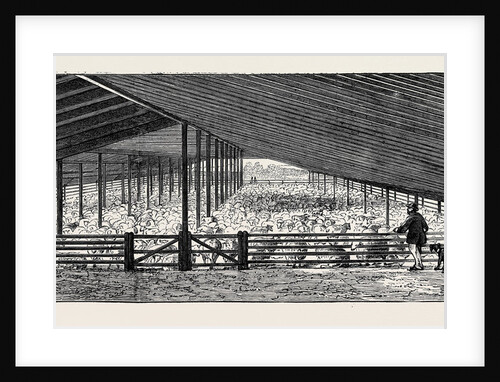 The Drying Floor in the Shearing Shed, Containing 1500 Sheep, One Day's Shearing by Anonymous