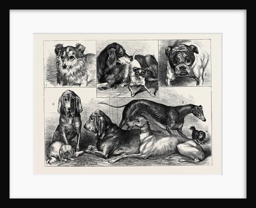 Prize Dogs at the Crystal Palace Show by Anonymous