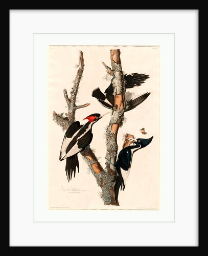 Ivory-Billed Woodpecker by Anonymous