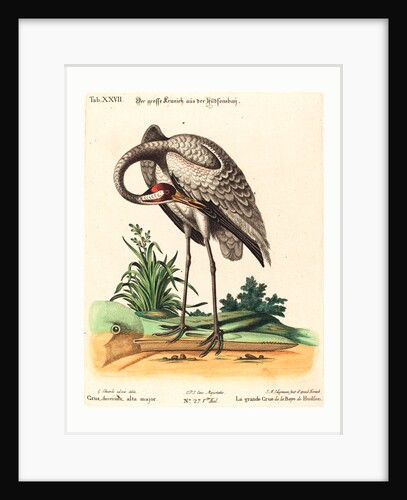 Grus Americana, Alta Major by Anonymous