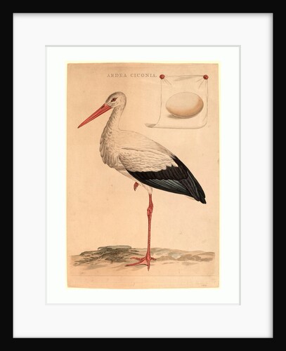 The White Stork by Anonymous