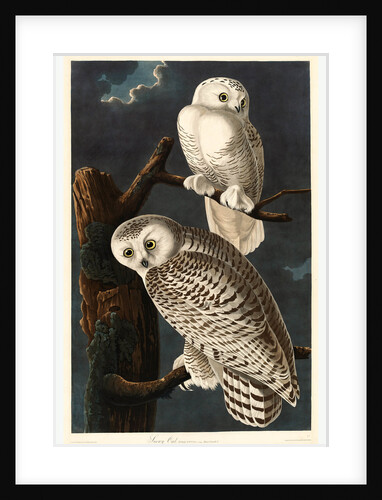 Snowy Owl, 1831 by Anonymous