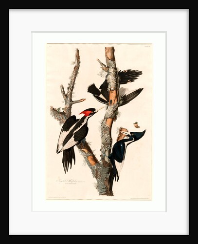 Ivory-Billed Woodpecker by Anonymous