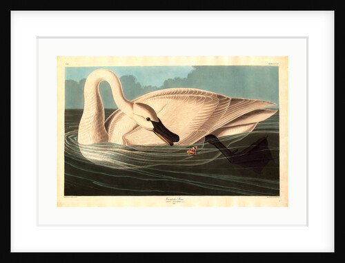 Trumpeter Swan by Anonymous