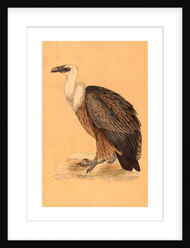 British 19th Century by Anonymous