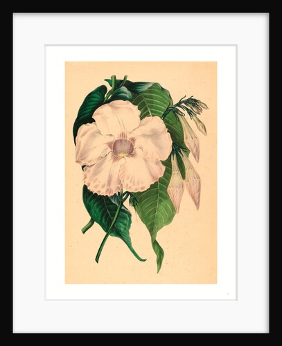 Echites Splendens by Anonymous