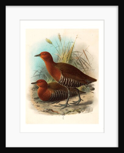 Birds of Philippines by Anonymous