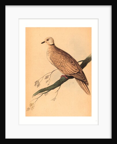 William Home Lizars after Edward Lear (Scottish by Anonymous