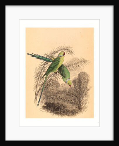 William Home Lizars after William Swainson (Scottish by Anonymous