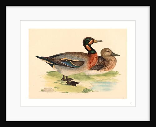 British 19th Century by Anonymous